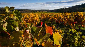 Les Balades Vigneronnes en Provence reprennent