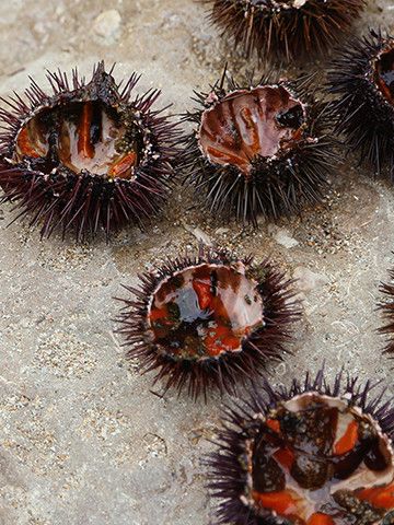 Christian Qui : la bouillabaisse du turfu de retour en février