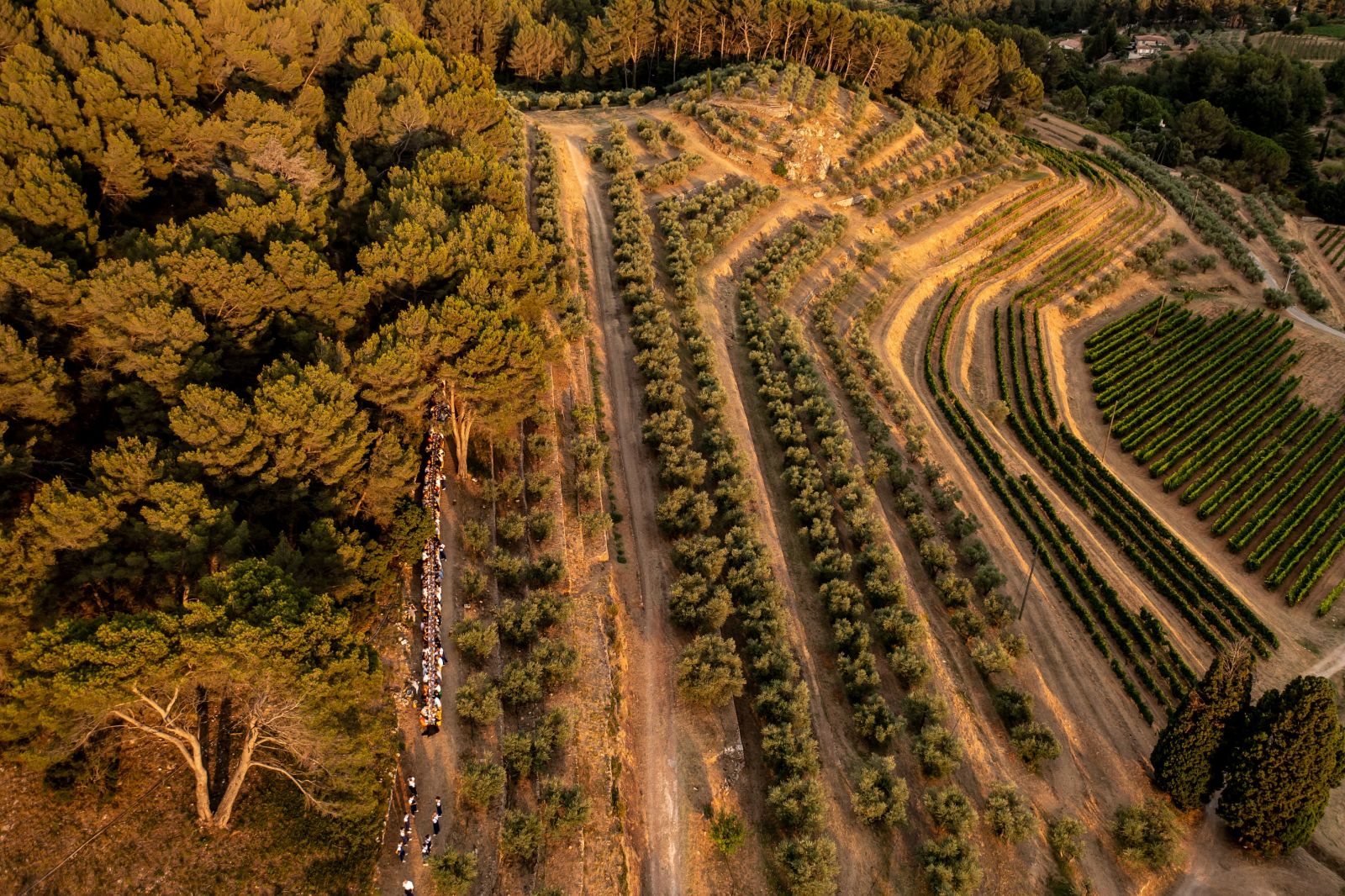 LES CAVES COOPÉRATIVES EN PROVENCE, POUR UN VIN DURABLE