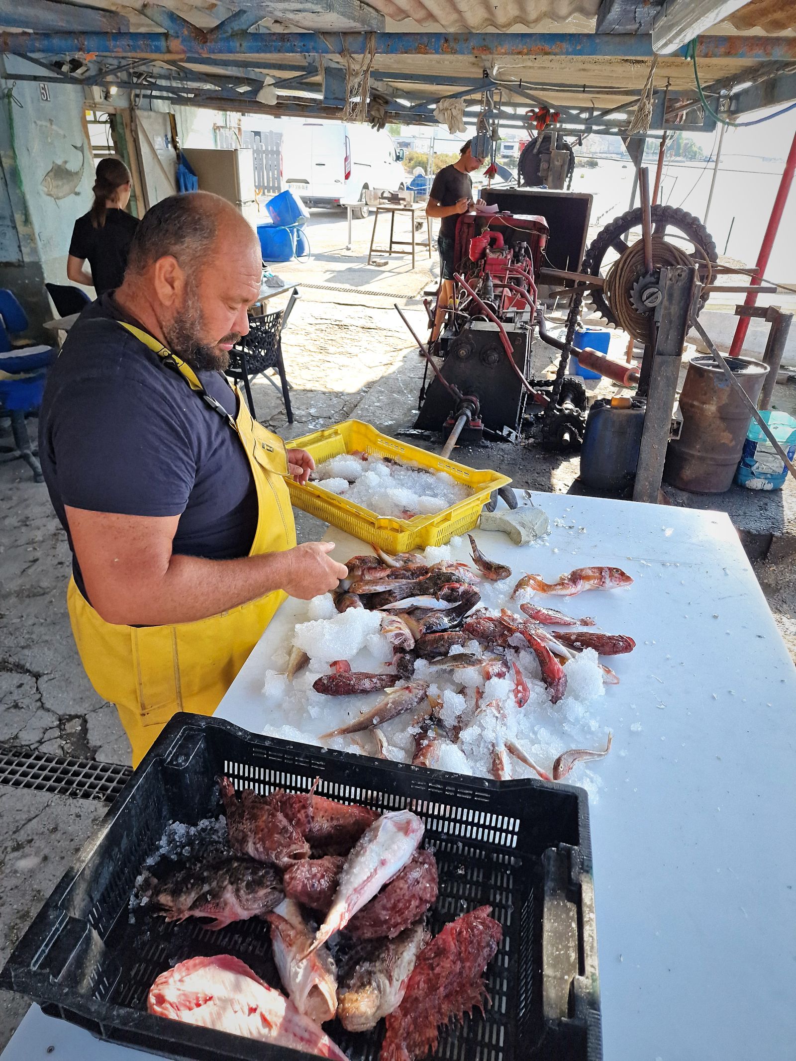 Jean-Sébastien trie les poissons pour une commande de bouillabaisse.