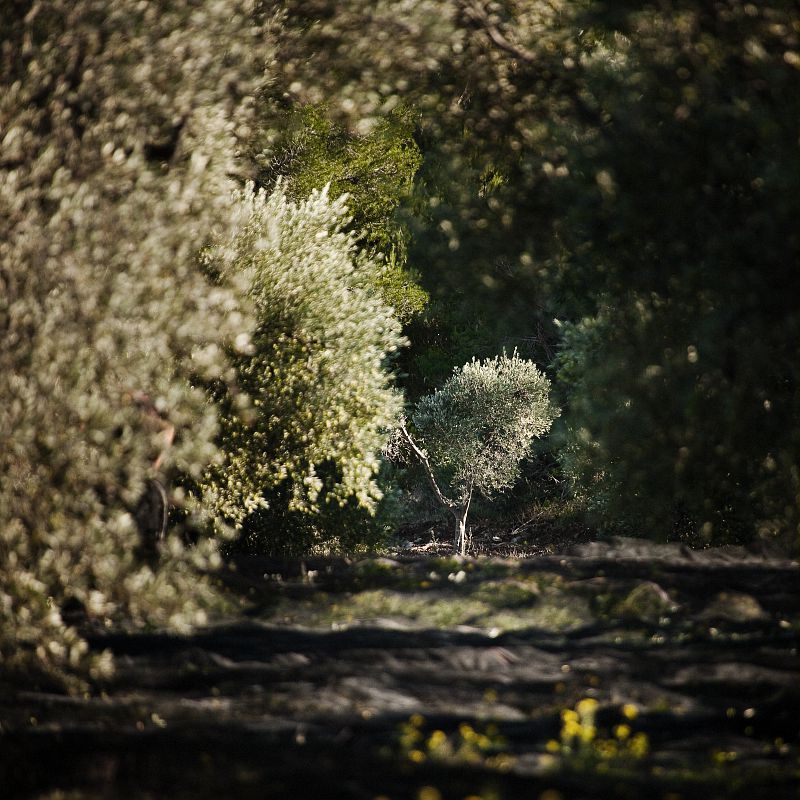 Récolte d'olives, Mouries