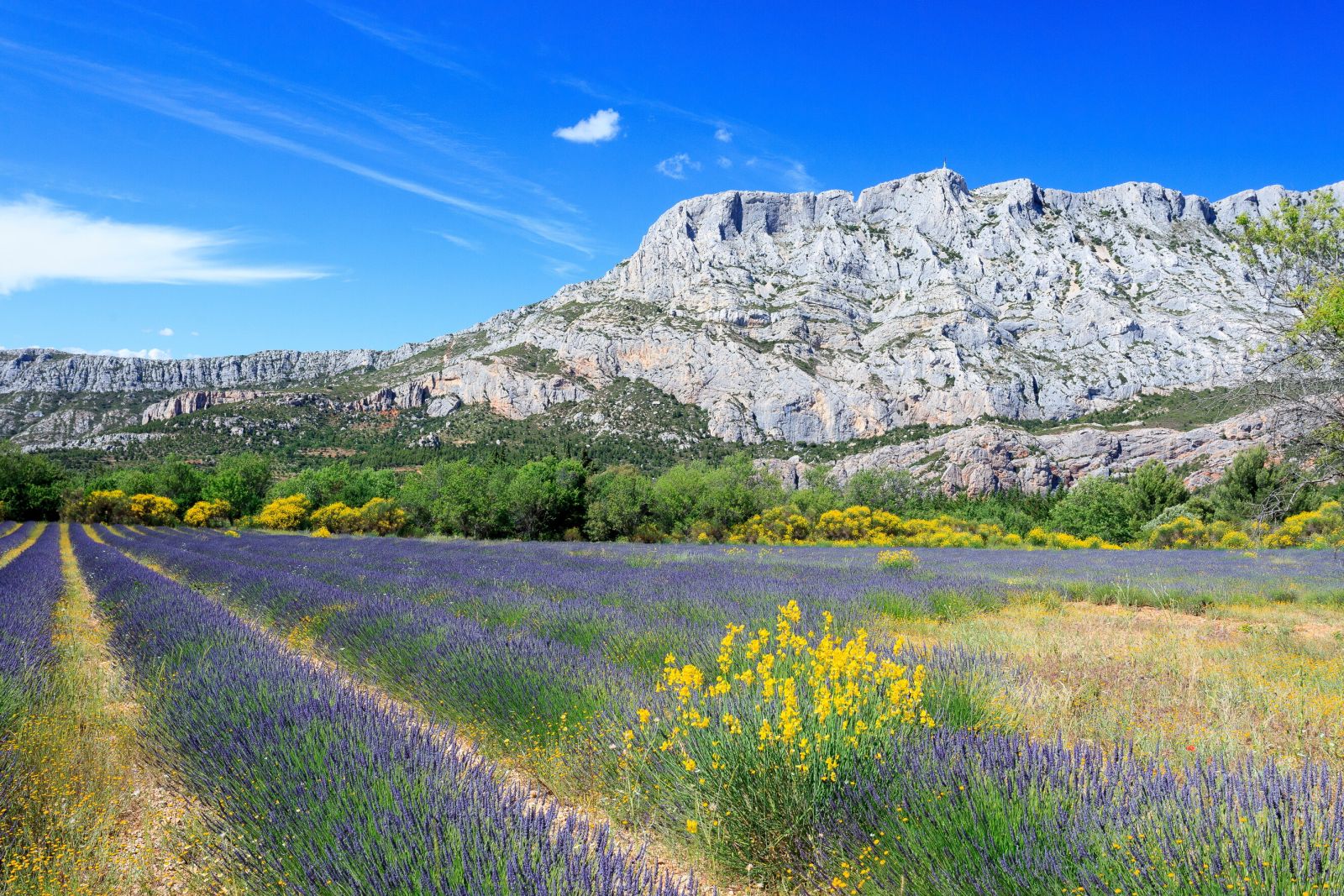 Les pas de côté en Provence :découvrir la biodiversité en marchant