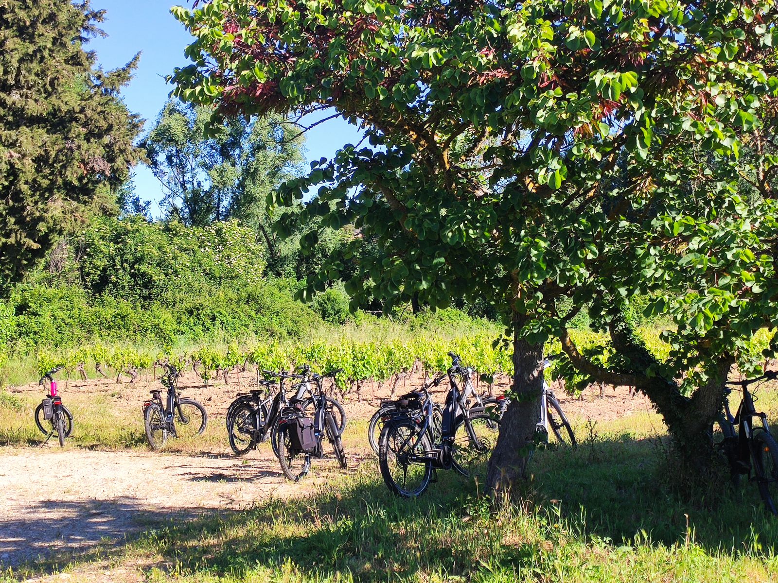 Séjour en Provence : le détour qui change tout, de Rognes à Maillane