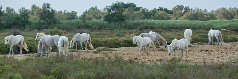 La Camargue silencieuse : l’échappée électrique de Jean-Pierre Cau