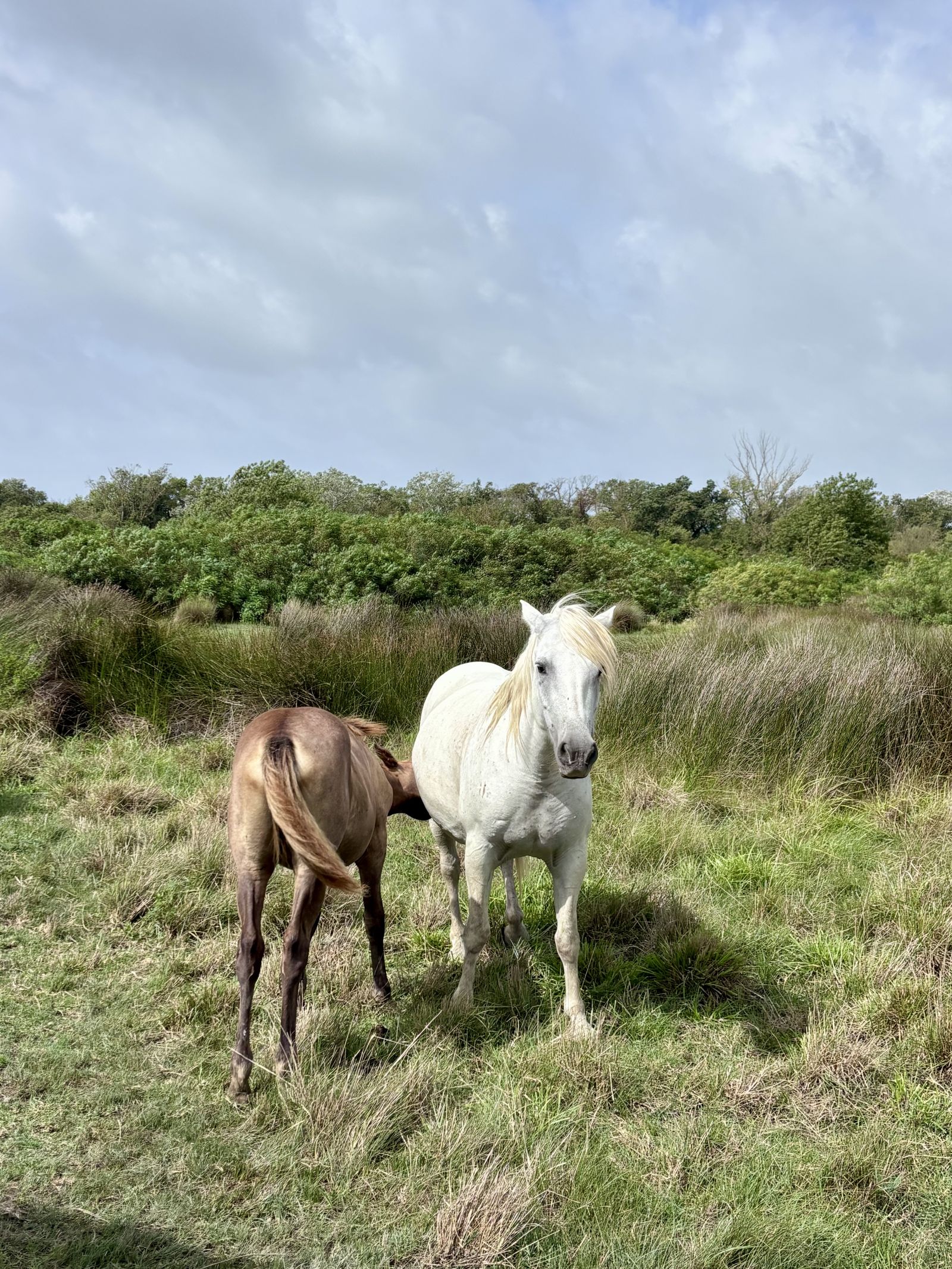 Découvrez la Maison du Cheval Camargue 